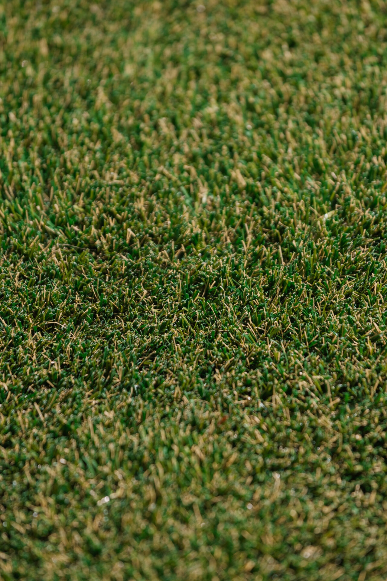 Close-up view of vibrant green grass blades, depicting a dense and healthy lawn with a textured and natural appearance under sunlight.